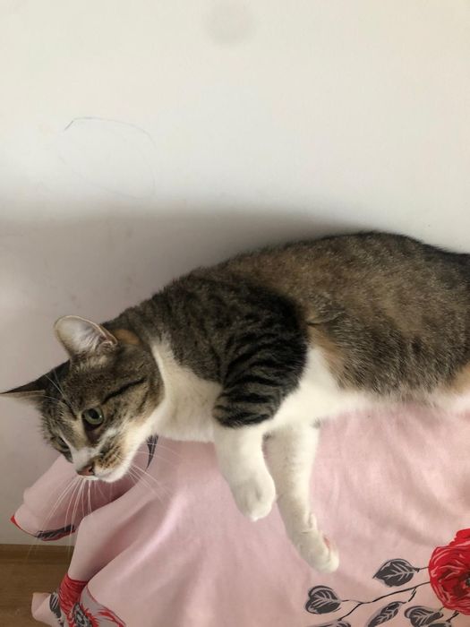 Cazare animăluțe de companie