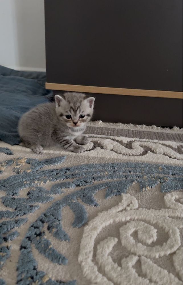 Продам шотландских котят