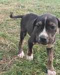 Adoptie pui 3 luni