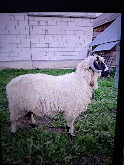 Vând berbecuț din primăvară