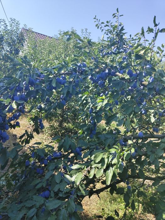 Vand Prune , Traian , Olt