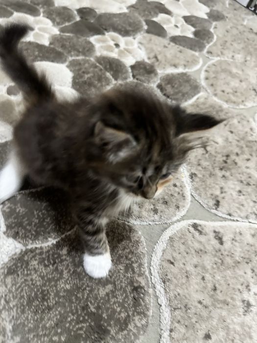 Aqilli parodiyali mushukla sotilad