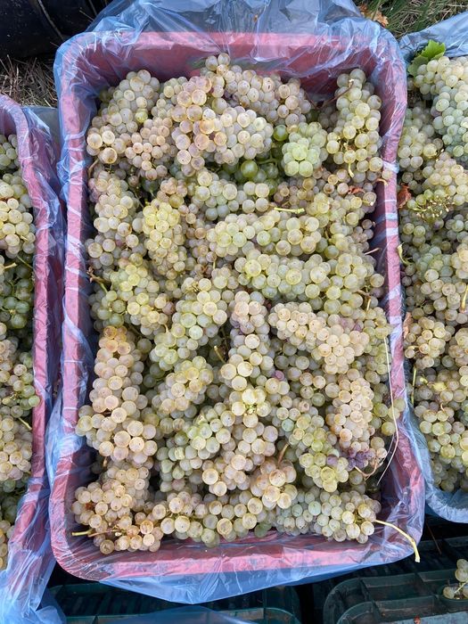 Struguri de vin de Vrancea