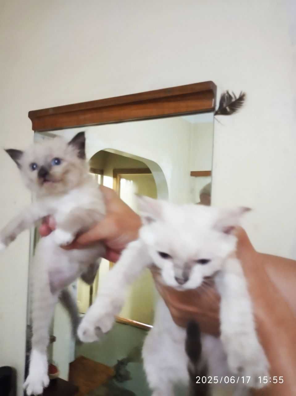 Котята Тайской породы. Смотрите фото