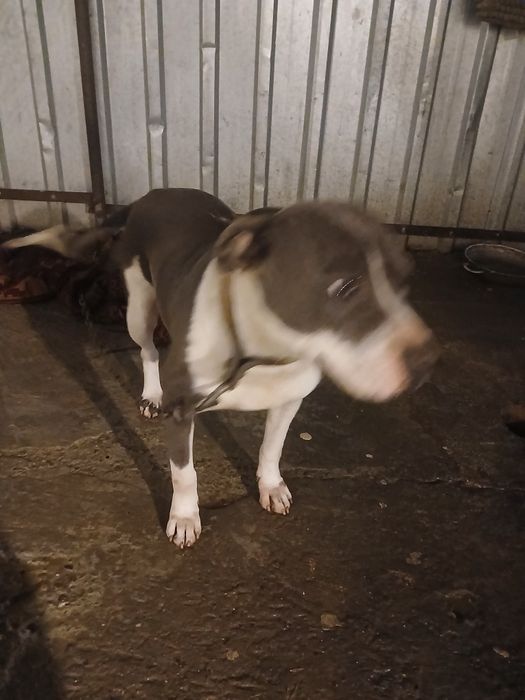 AMSTAFF BLUE cu pedigree