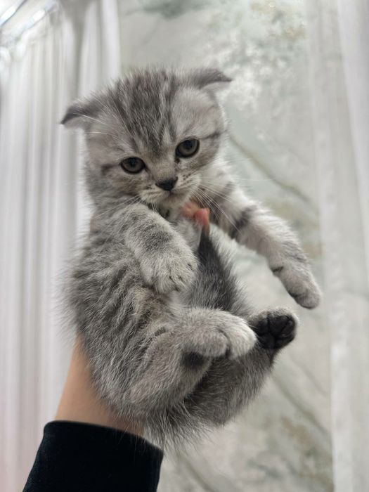 Мушукчалар сотилади