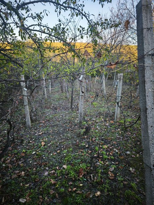 Продавам лозе с постройка