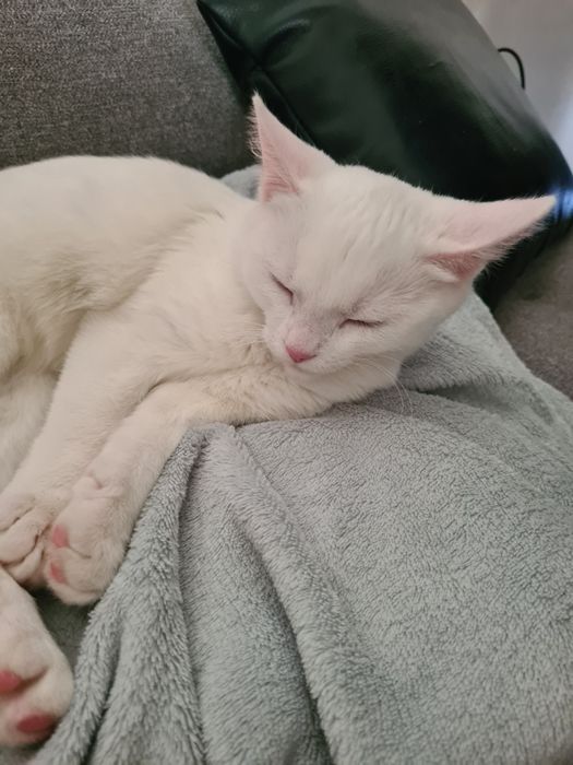 Donație o galusca mica