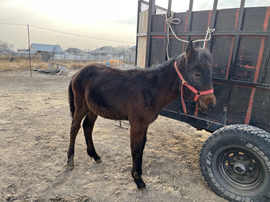 Полукров    жабагы