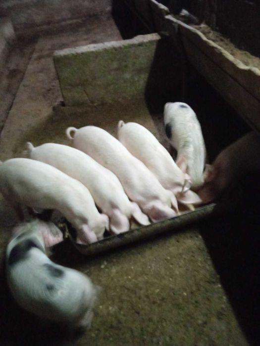 Прасенца - 3 месеца