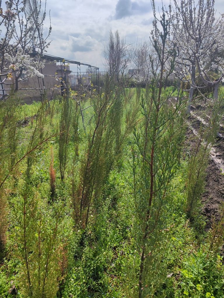 Karlikoviy yong'oq, Eldor sosna, Keparis archa