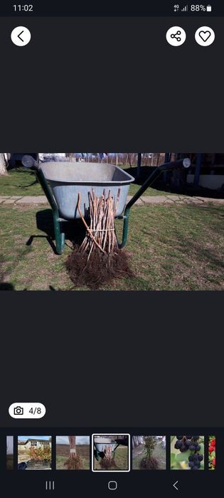 Butasi afin/zmeur/mur