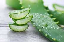 vand frunze aloe vera