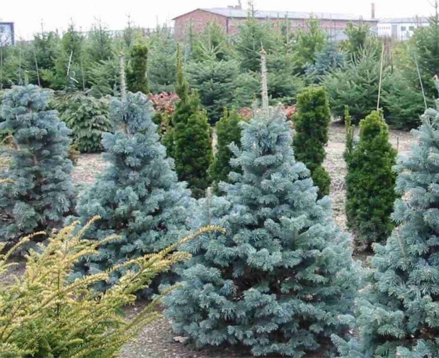 Vand brazi-normandian-argintiu-picea punges diferitw specii