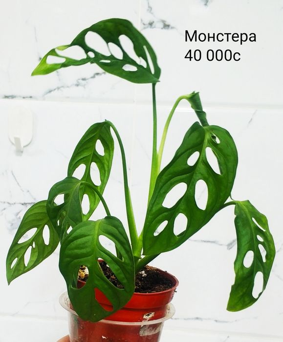 Комнатные цветы.