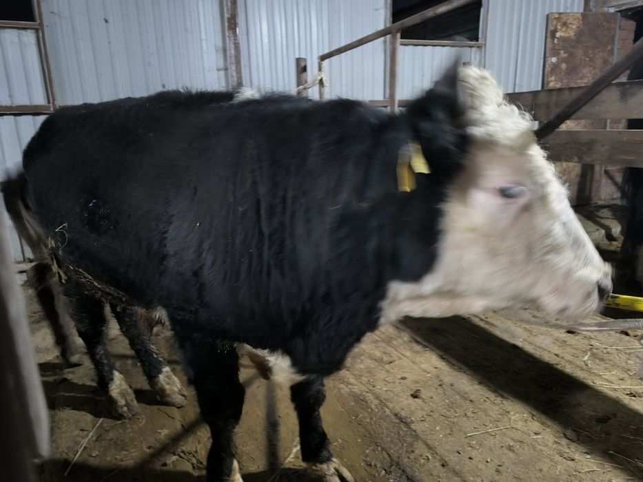 1,8 годовалый бычок продам