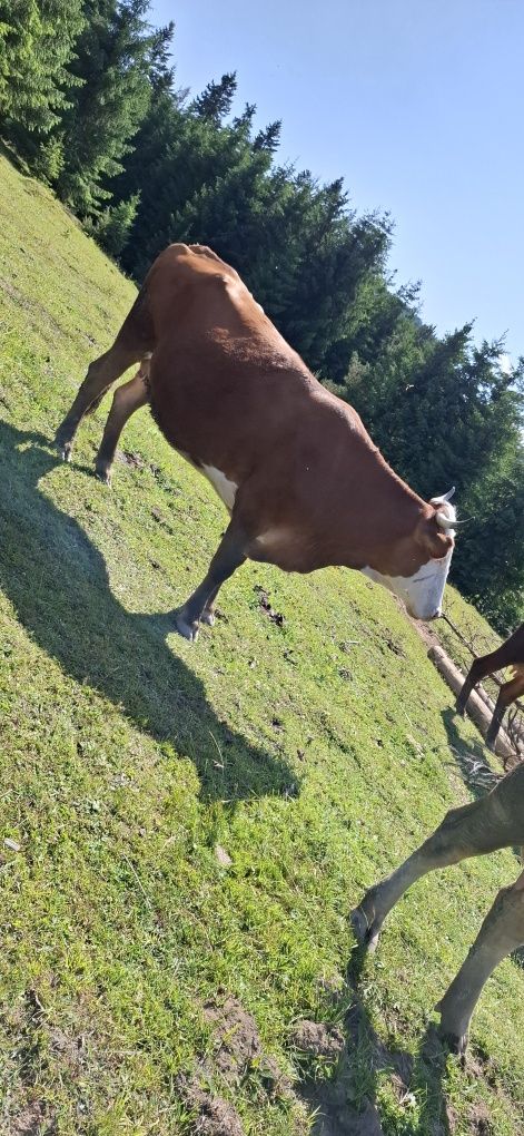 Vând vacă bună de lapte