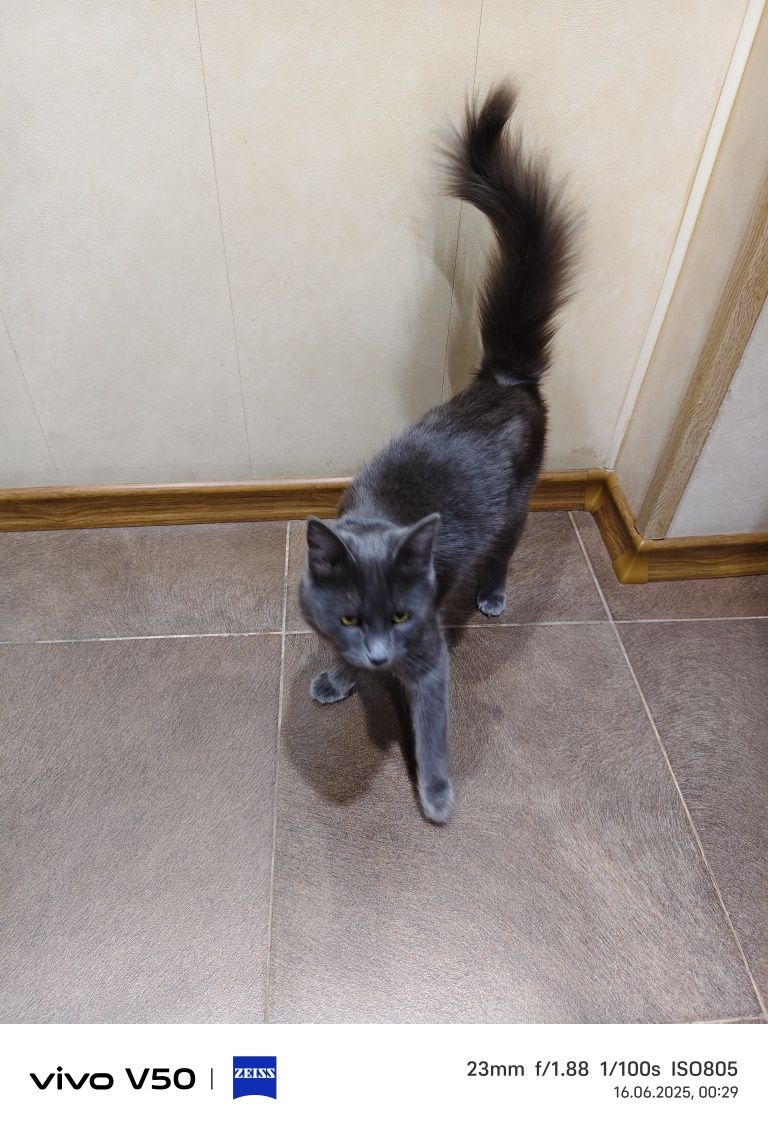 Кошка 8 месяцев. Маняша