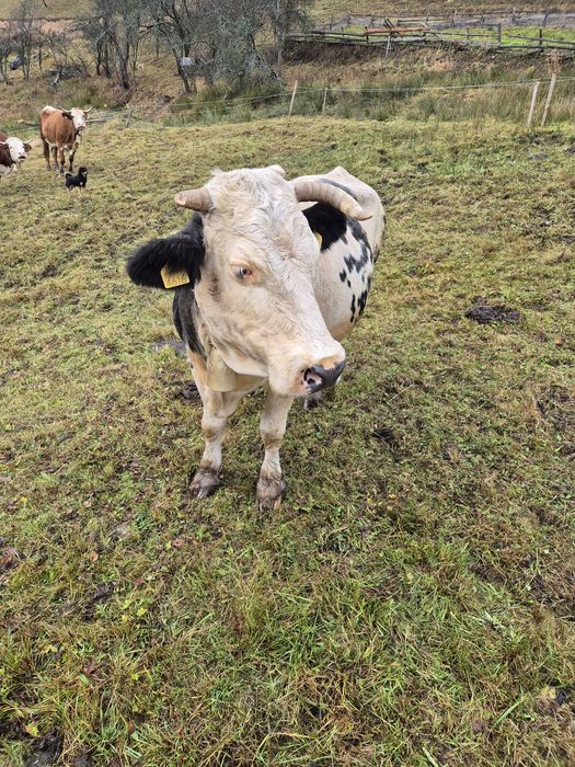 Vând vacă cu vițea.