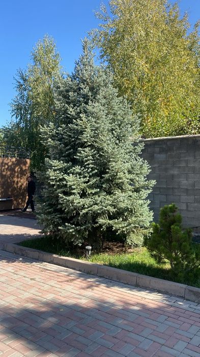 Профессиональная посадка-пересадка деревьев Лечение деревьев спил дере