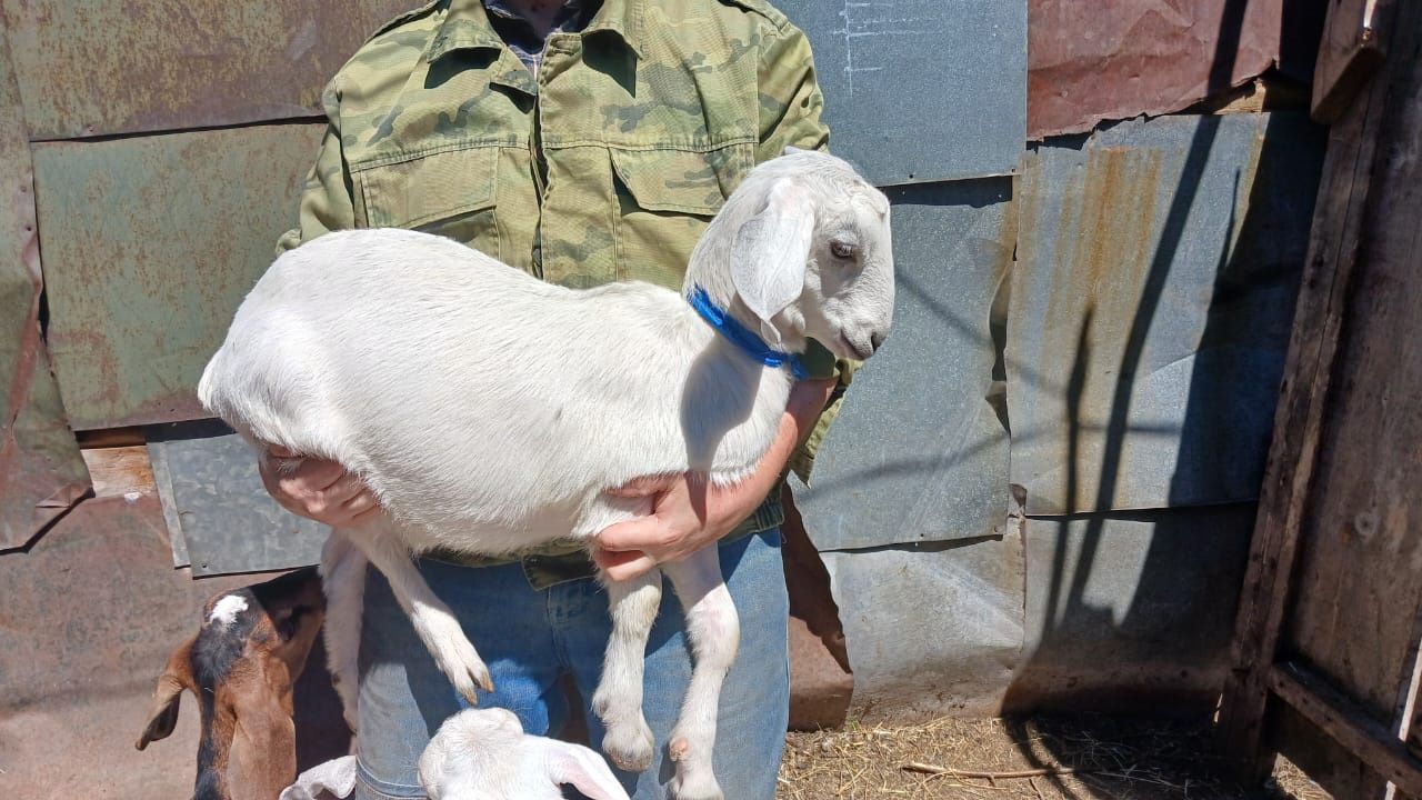 Продам трехмесячных козочек от молочных коз