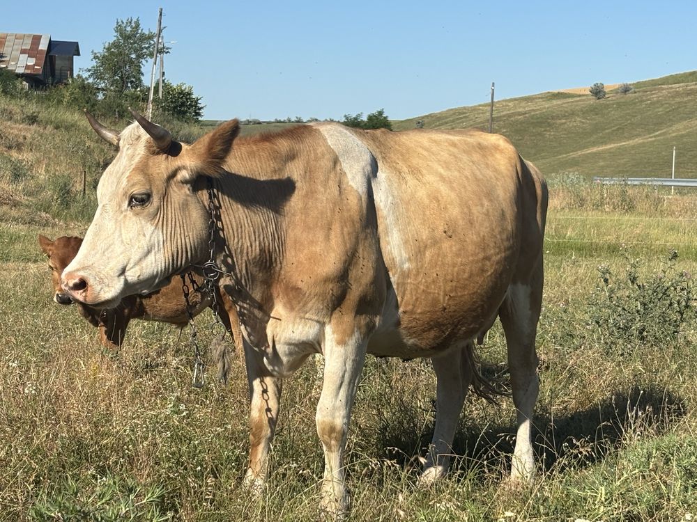 Vand 2 vaci bune si un tauras la 5 luni