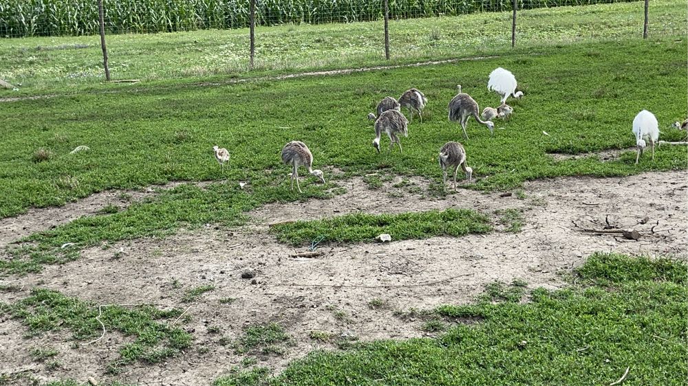 Disponibili struți nandu, emu și struți negrii africani