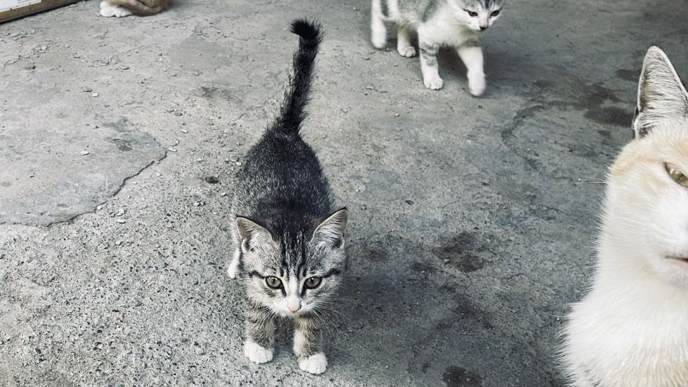 Котята, кошки , продам иои отдам котят
