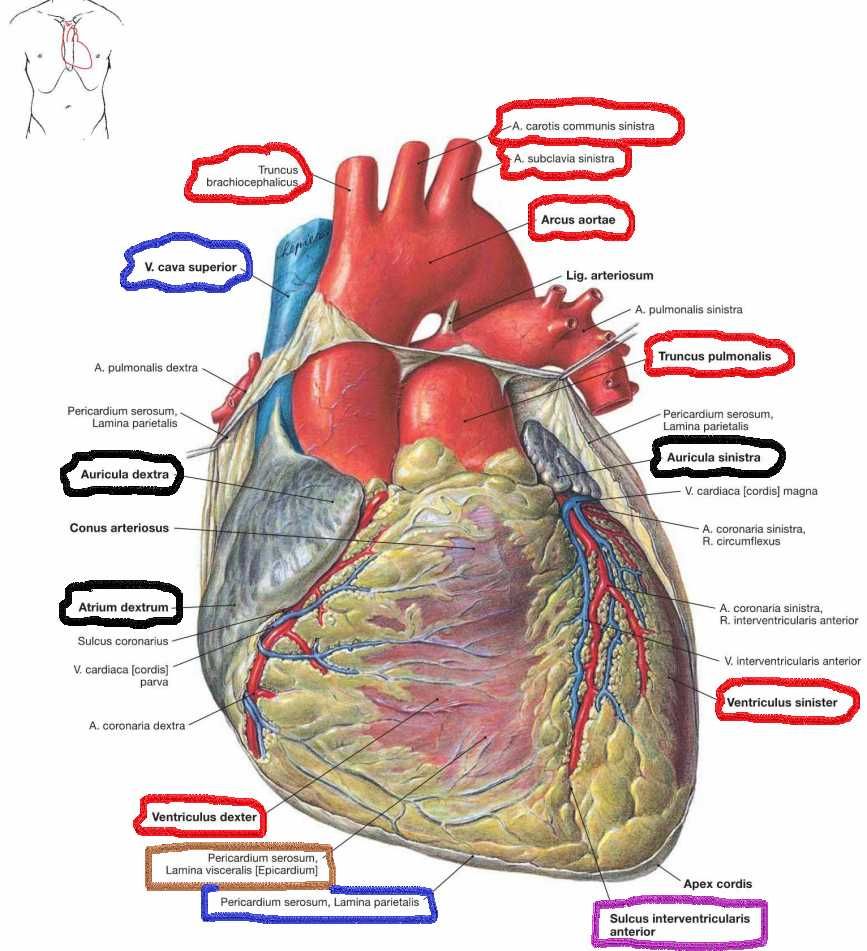 Meditatii biologie - ADMITERE MEDICINA - Barron's