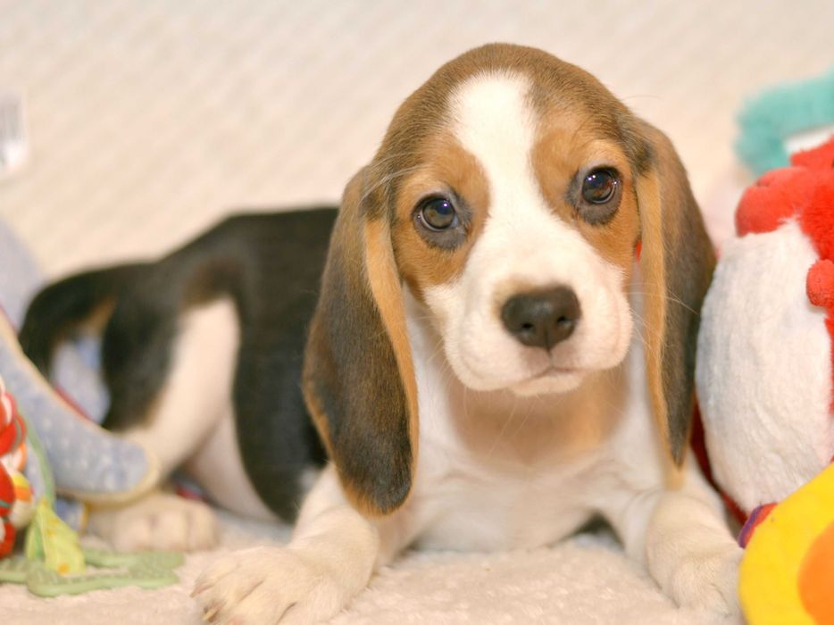 Femela Pui Beagle tricolor din parinti cu pedigree