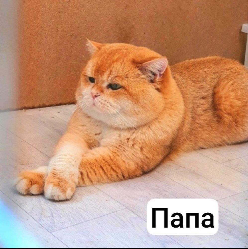 Породистый британский золотистый шиншилла