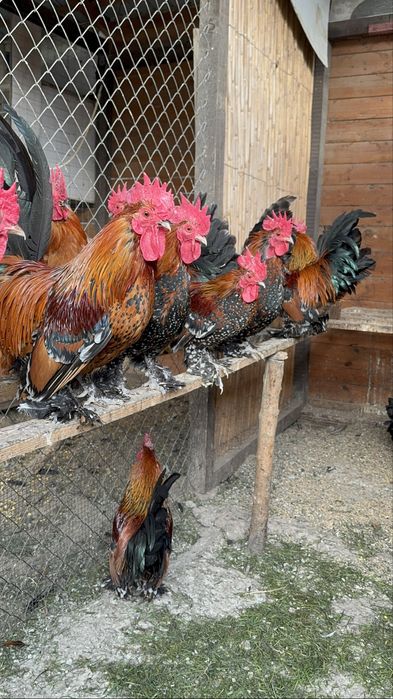 Mii de flori auriu portelan pe rosu