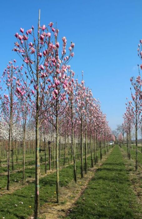 Magnolia Tuia mesteacăn