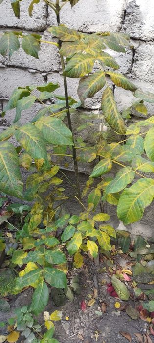 Продам саженцы орехов