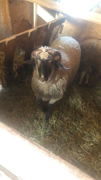 Vaand sau schimb berbec