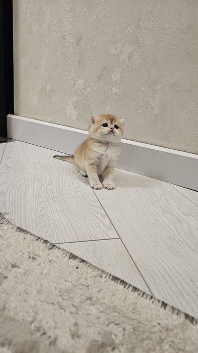 Toza zotlik britan mushuk bolalari ny12 ny11