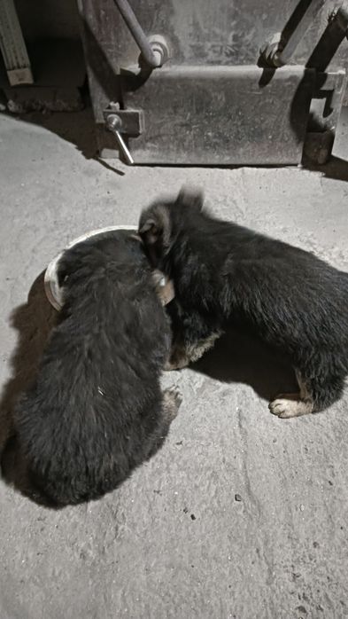 Щенки немецкая овчарка