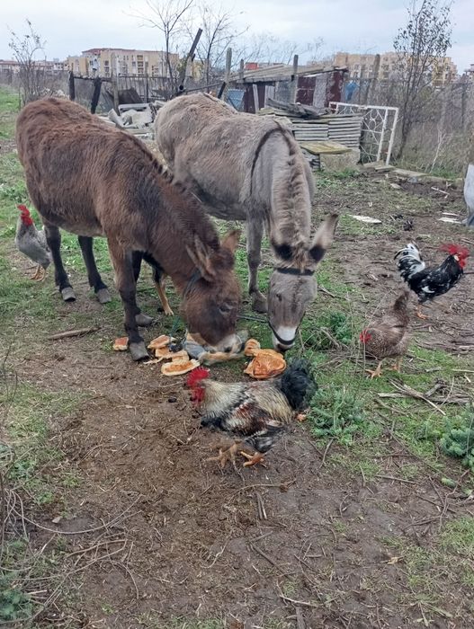 Продавам Женски магарета