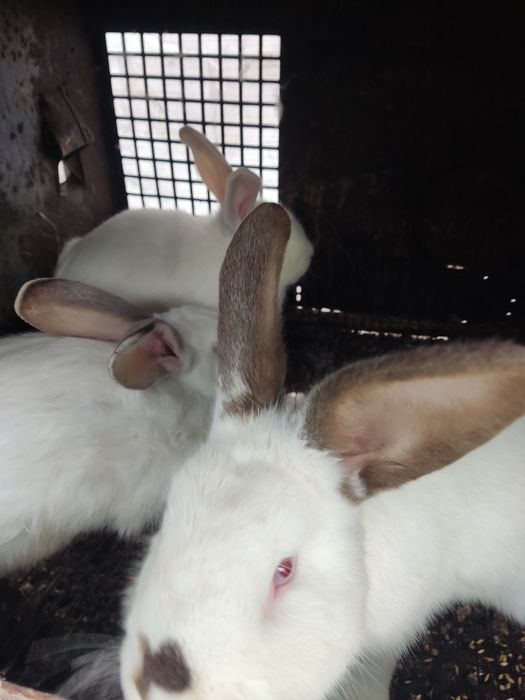 Продавам зайци за разплод или за консумация