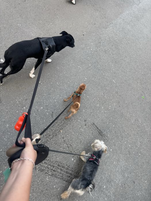 Petsitter/cazare animalute