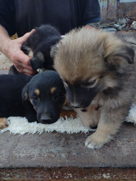 Отдам даром в заботливые руки. Есть доставка.