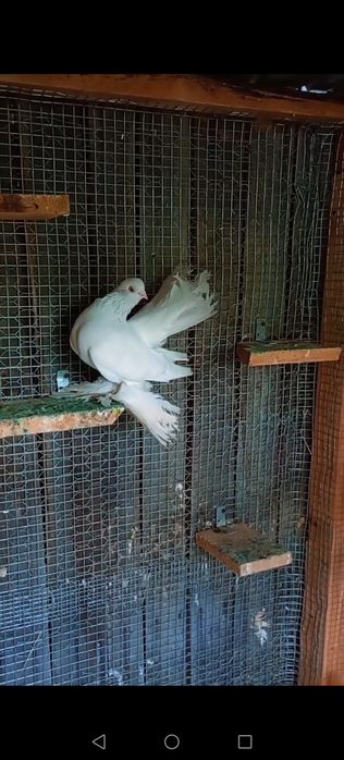 Vând/schimb o pereche de porumbei jucatori rostowi