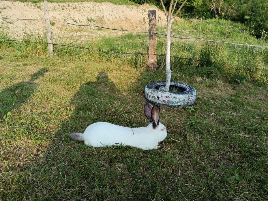 Iepuri uriașii de Transilvania