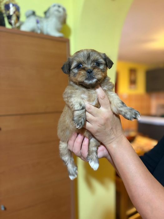 Fetita bichon havanez