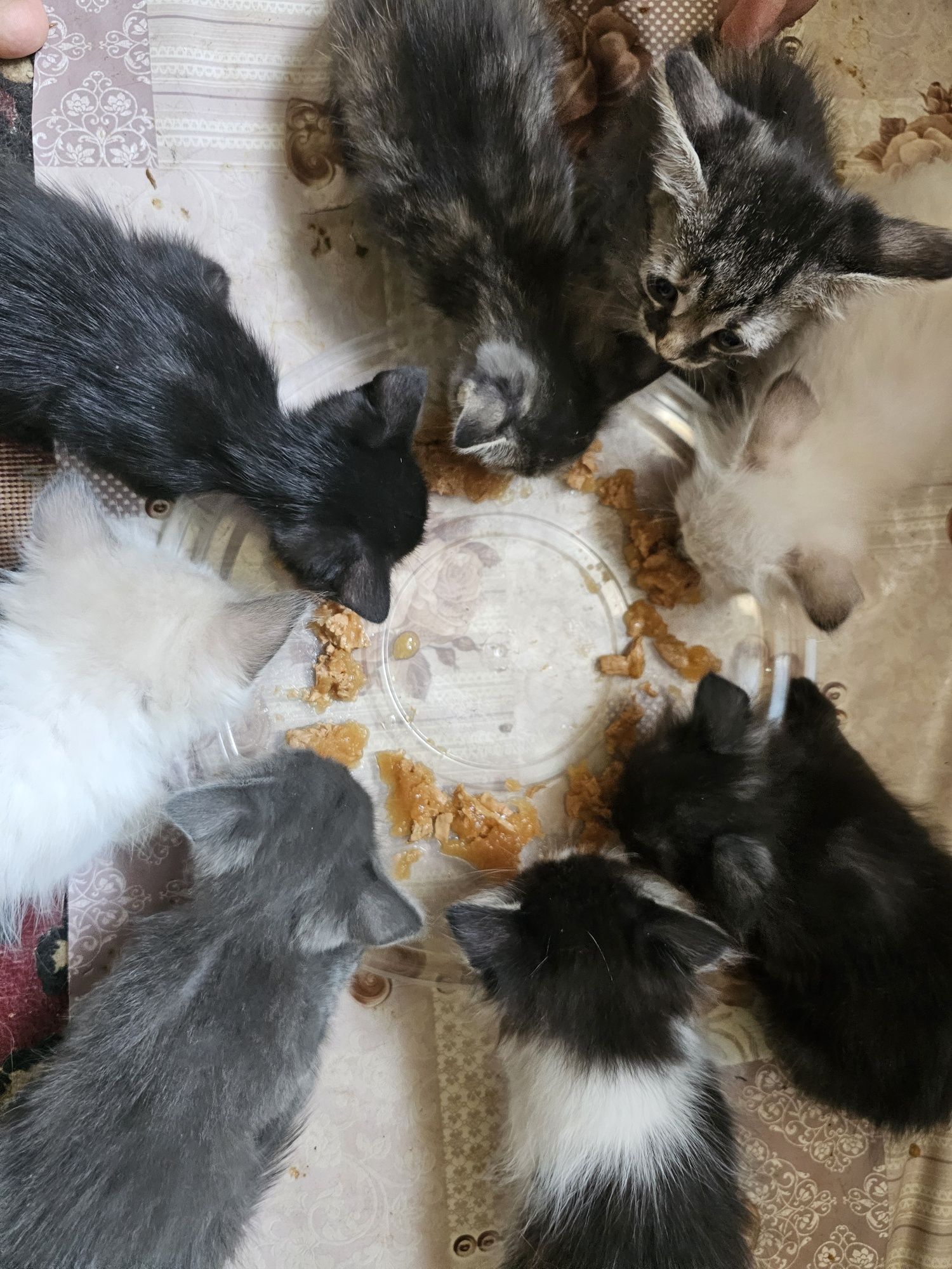 Бесплатно котята  девочеки   Вислоухие Страйт