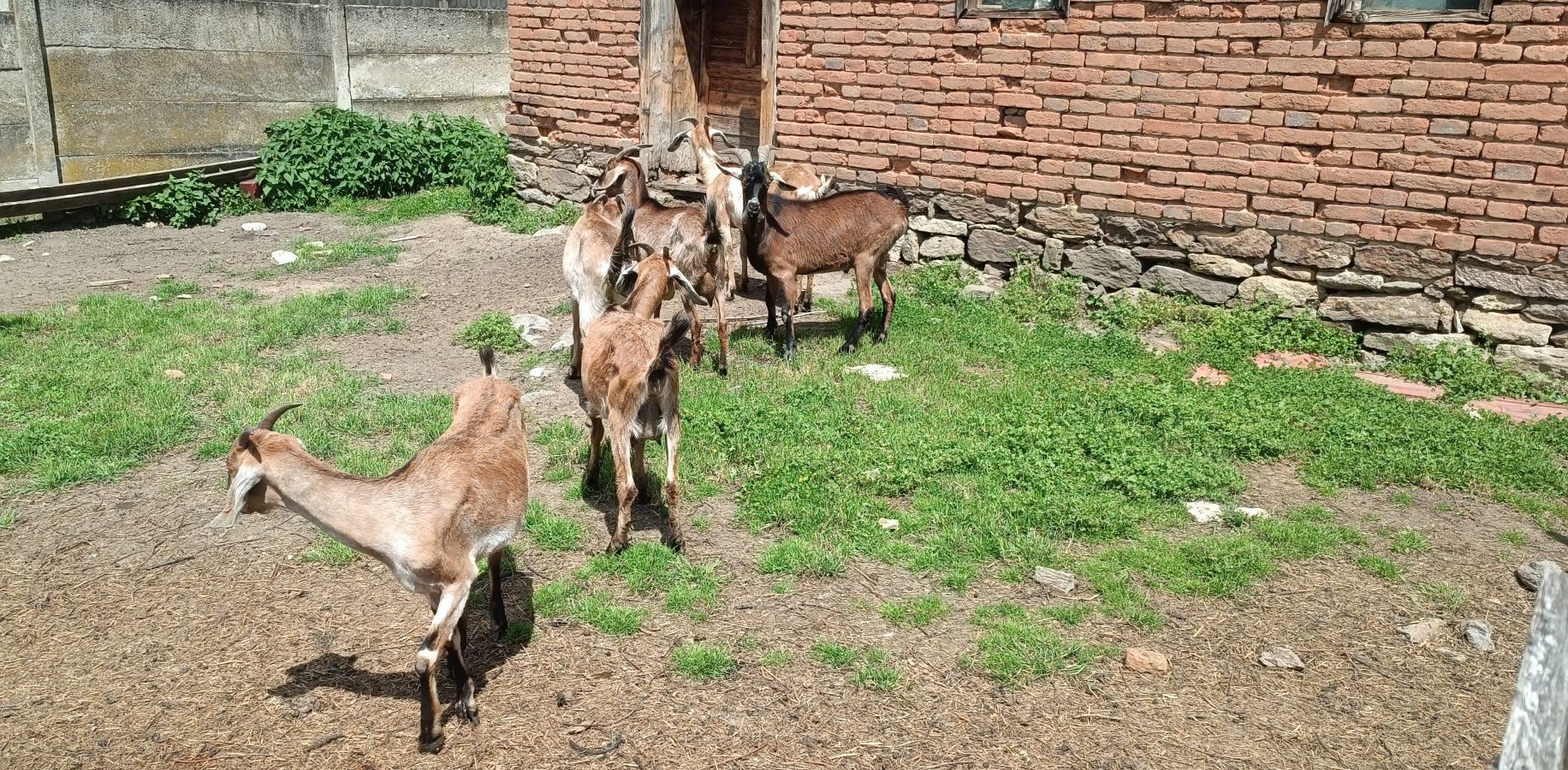 De vanzare, metis anglonubian