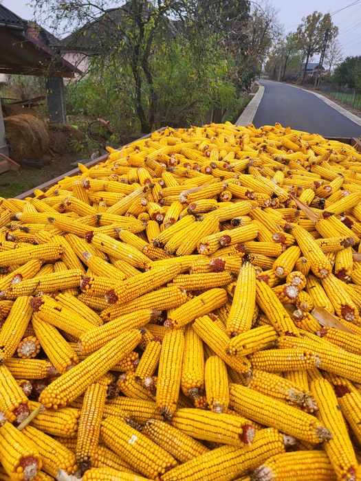 Vand porumb producție 2025