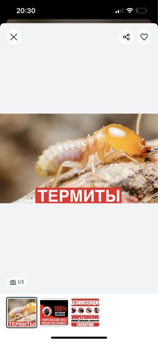 Уничтожение клопов таракан термит