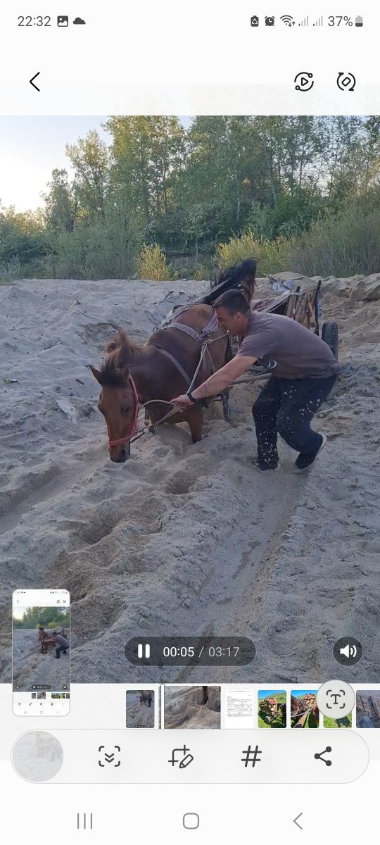 De vânzare! Cai sunt cipatii au pașaport!