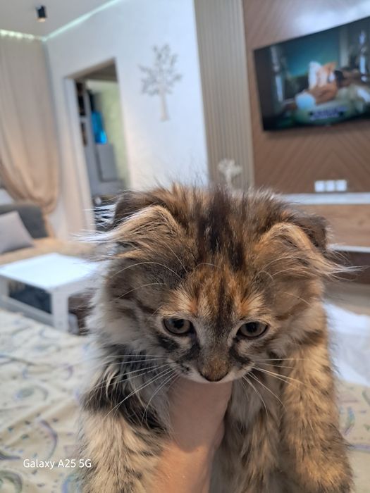 Продам вислоухого котёнка 2 мес